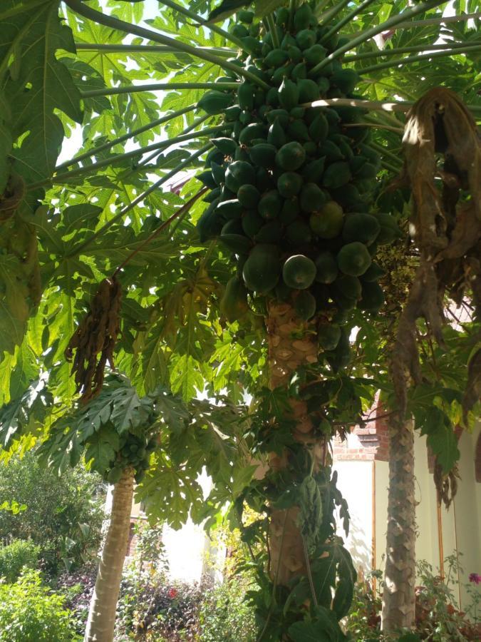 Apartment Tasneem Palace